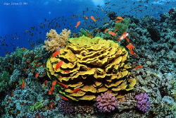 Beautiful coral reef with a big yellow coral of Turbinaria. by Sergey Lisitsyn 